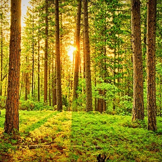 Gedenkwald von Medya Presse und Werbeagentur GmbH

Herausgeber von Yeni Özgür Politika für Ulrich Gottstein 